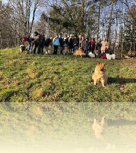 Adventsspazierung in Gräfelfing am 8. Dezember 2019